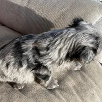 Blue eye, a male Cavapoo and Aussalier for sale in Lakewood, WI – 2 of 5
