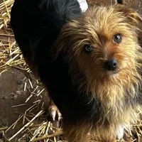Sweetie , a female Morkie for sale in Lakewood, WI – Photo 3 of 5