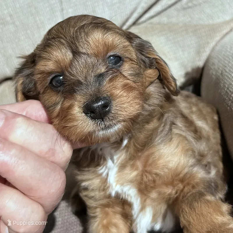 Sweetie  – Morkie puppy for sale in Lakewood, WI