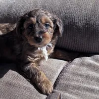 Sweetie , a female Morkie for sale in Lakewood, WI – Photo 4 of 5