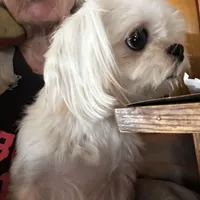 Sweetie , a female Morkie for sale in Lakewood, WI – Photo 5 of 5