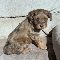 Sweetie , a female Morkie for sale in Lakewood, WI – Photo 2 of 5