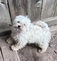 Happy, a male Maltese for sale in Lakewood, WI – 2 of 3