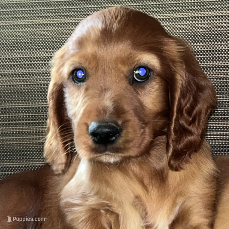 Bentley – Irish Setter puppy for sale in Lakewood, WI