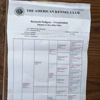 Finnagen, a male Irish Setter for sale in Lakewood, WI – Photo 3 of 4