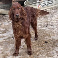 Finnagen, a male Irish Setter for sale in Lakewood, WI – Photo 2 of 4