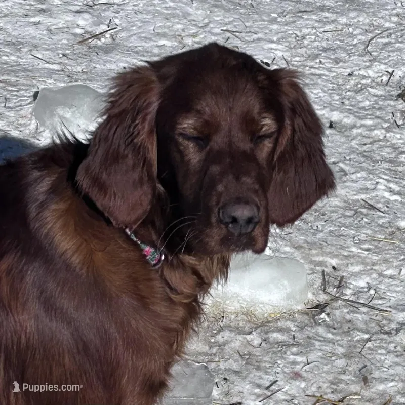 Finnagen – Irish Setter puppy for sale in Lakewood, WI
