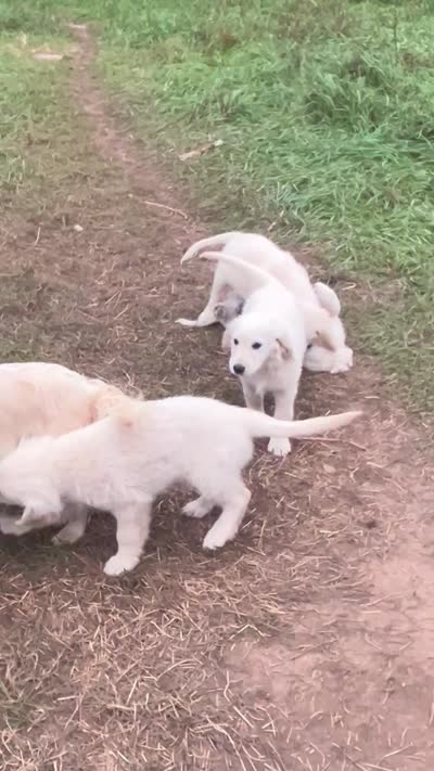 Small boy, a male Golden Retriever and Miniature Golden Retriever for sale in Lakewood, WI – 7 of 7