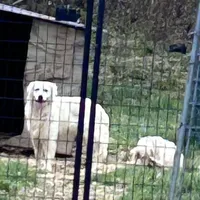European champion  male, a male Golden Retriever and English Cream Golden Retriever for sale in Lakewood, WI – 2 of 3