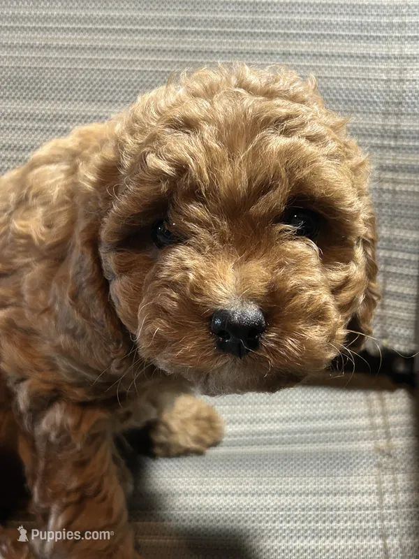 Cuddles girl – Cavapoo puppy for sale in Lakewood, WI