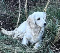 Toy size , a female English Cream Golden Retriever and Miniature Golden Retriever for sale in Lakewood, WI – 7 of 7