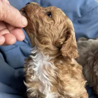 Little boy, a male Poodle - Toy  and Poodle - Miniature  for sale in Lakewood, WI – 3 of 8
