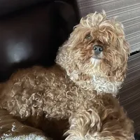 Pregnant cavapoo, a  Cavapoo and Poodle - Toy  for sale in Lakewood, WI – 1 of 4