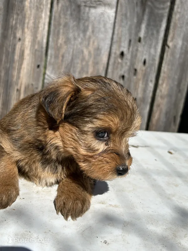 Rare sable girl – Yorkshire Terrier, Morkie puppy for sale in Lakewood, WI