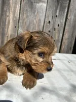 Rare sable girl, a female Yorkshire Terrier and Morkie for sale in Lakewood, WI – 1 of 6