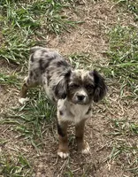 Mamma’s boy, a male Cavapoo and Cavalier King Charles Spaniel for sale in Lakewood, WI – 4 of 4
