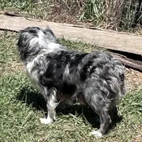 Blue eyed girl, a female Toy Australian Shepherd for sale in Lakewood, WI – 3 of 5