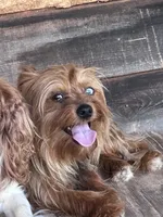 Mindy, a female Yorkshire Terrier for sale in Lakewood, WI – 3 of 5