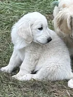 Breeding rights included, a female English Cream Golden Retriever and Miniature Golden Retriever for sale in Lakewood, WI – 1 of 4