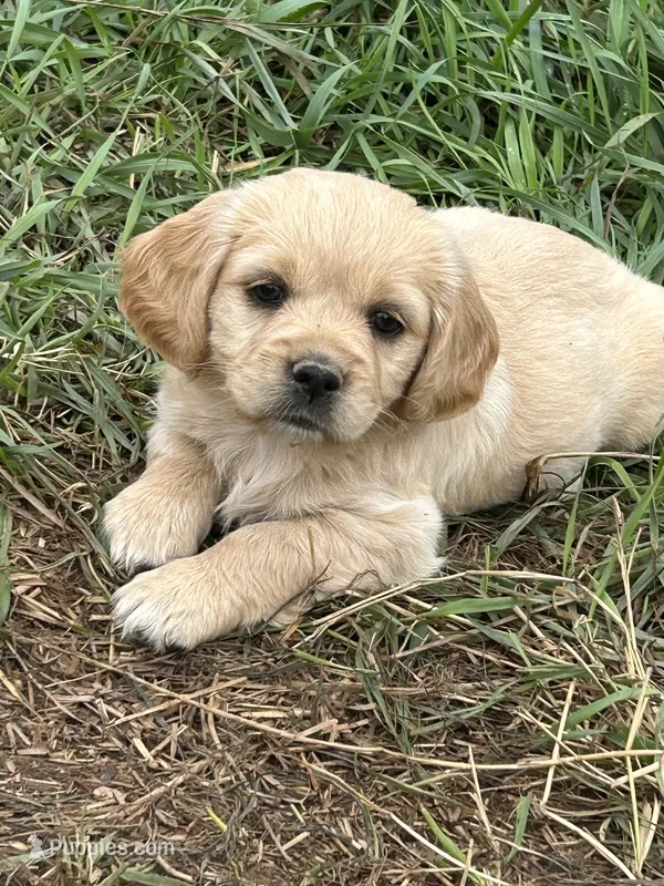 Dolly – Miniature Golden Retriever puppy for sale in Lakewood, WI
