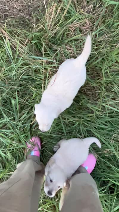 Buddy, a male Golden Retriever and Miniature Golden Retriever for sale in Lakewood, WI – 5 of 6