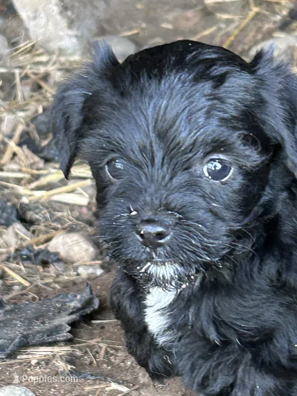  Ella – Yorkshire Terrier, Morkie puppy for sale in Lakewood, WI