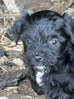  Ella, a female Yorkshire Terrier and Morkie for sale in Lakewood, WI – 1 of 4