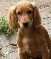 Nina, a female Irish Setter for sale in Lakewood, WI – 1 of 3