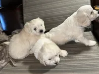Toy sized boy, a male English Cream Golden Retriever and Miniature Golden Retriever for sale in Lakewood, WI – 2 of 5