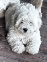 Bailey, a male Maltipoo and Maltese for sale in Lakewood, WI – 3 of 4