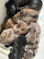 Beautiful rare tri colored red merle, a female Yorkshire Terrier and Morkie for sale in Lakewood, WI – 5 of 7