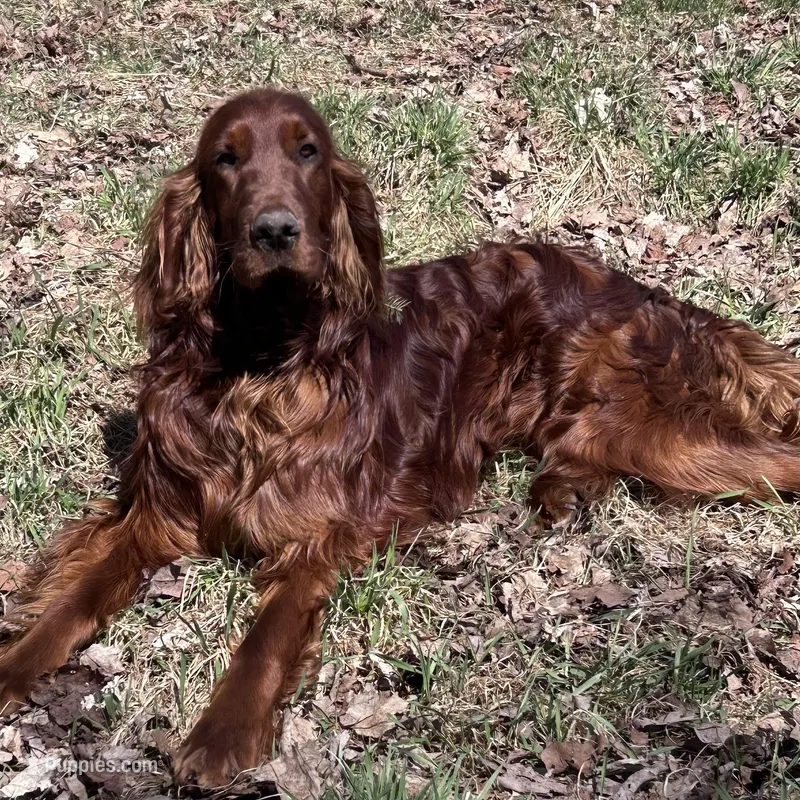 Champion line  full AKC male – Irish Setter puppy for sale in Lakewood, WI