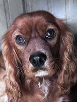 Dolly, a female Miniature Golden Retriever for sale in Lakewood, WI – 5 of 5