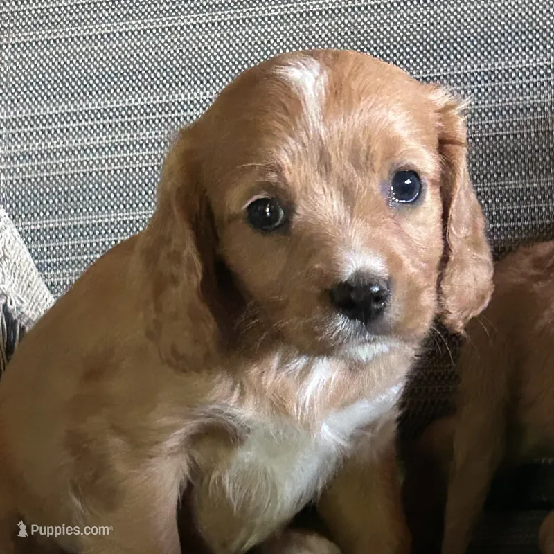 Miss sweets – Cavapoo puppy for sale in Lakewood, WI