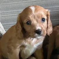 Miss sweets, a female Cavapoo for sale in Lakewood, WI – 1 of 4