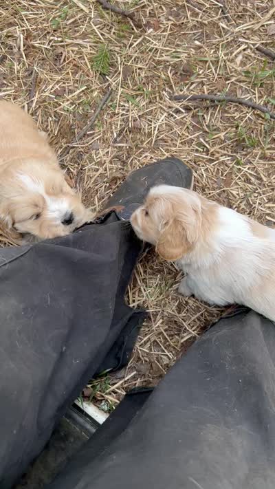 Enzo, a male Cavapoo and Cavalier King Charles Spaniel for sale in Lakewood, WI – 5 of 5