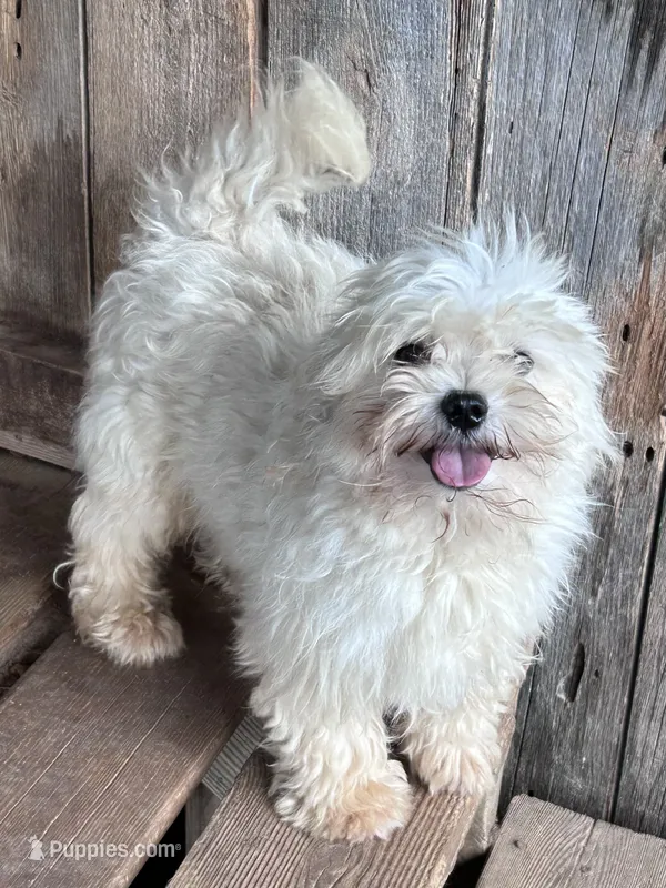 Happy – Maltese puppy for sale in Lakewood, WI