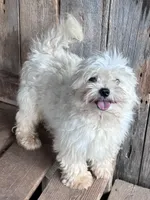 Happy, a male Maltese for sale in Lakewood, WI – 1 of 3