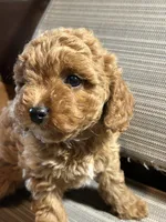 Cuddles girl, a female Cavapoo for sale in Lakewood, WI – 2 of 5