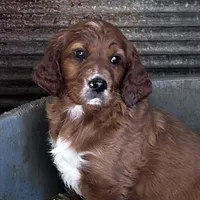 Bailey, a male Irish Setter for sale in Lakewood, WI – Photo 1 of 2