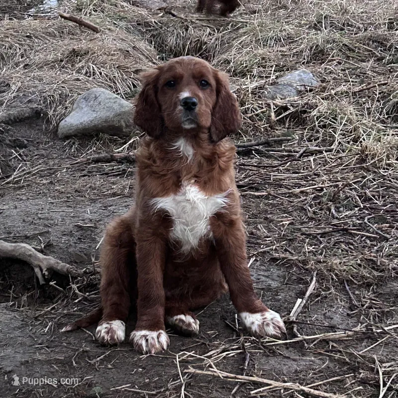 Bailey – Irish Setter puppy for sale in Lakewood, WI