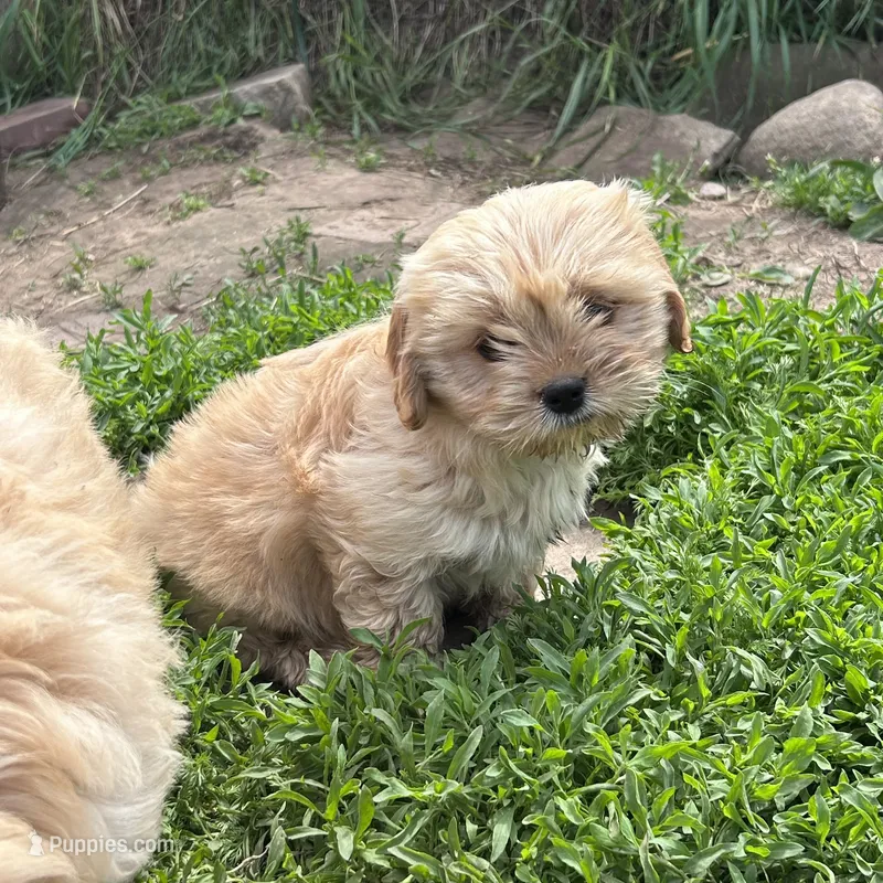 Tiny girl – Cavapoo, Cavalier King Charles Spaniel puppy for sale in Lakewood, WI