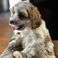 Happy, a male Cavapoo for sale in Lakewood, WI – Photo 2 of 6