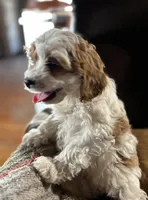 processed/d695f539-6e44-4673-9f30-a2036499fd02/listing/ada0f2dc-4a95-45c5-be0c-58164750f033/19c264ad-1151-434d-ab9e-cd79a15f499c