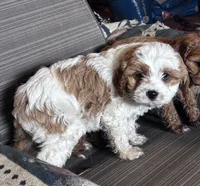 processed/d695f539-6e44-4673-9f30-a2036499fd02/listing/ada0f2dc-4a95-45c5-be0c-58164750f033/301363e5-381b-4aaa-a776-395ad6764b65