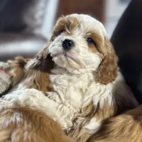 Happy, a male Cavapoo for sale in Lakewood, WI – Photo 3 of 6