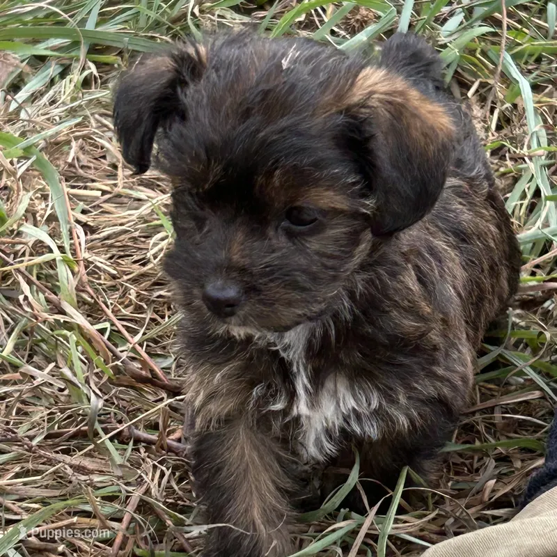 Little stinker – Yorkshire Terrier, Morkie puppy for sale in Lakewood, WI