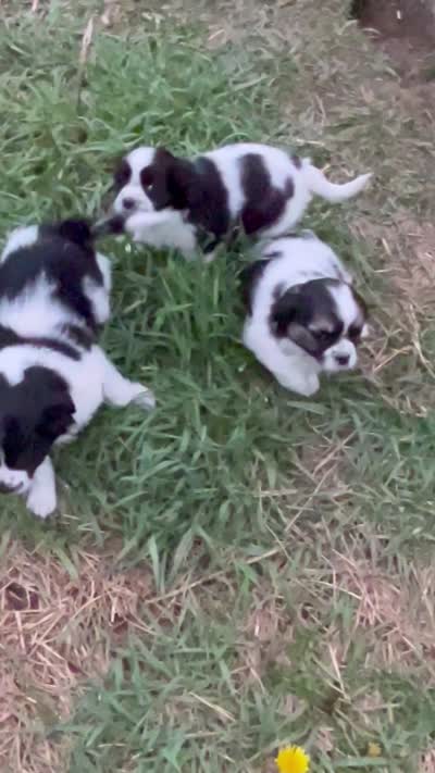 Annie, a female Cavapoo for sale in Lakewood, WI – 3 of 4