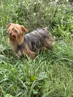  Ella, a female Yorkshire Terrier and Morkie for sale in Lakewood, WI – 3 of 4