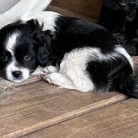 Daisey, a female Cavapoo and Cavalier King Charles Spaniel for sale in Lakewood, WI – 2 of 5